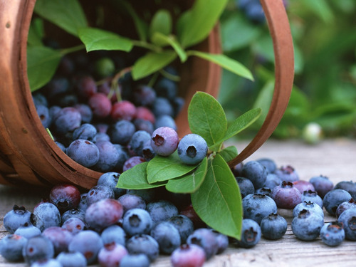 Imagem 2 de 10 de Blueberry Southern Mirtilo De Clima Quente Sementes P/ Mudas