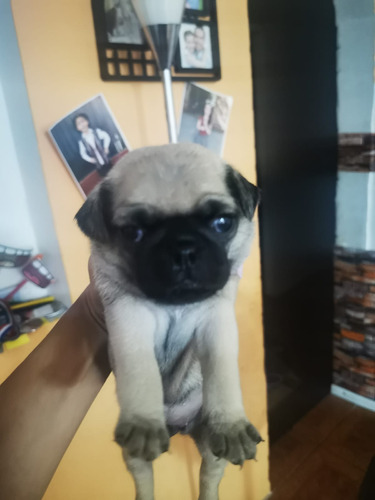 Cachorros Pugs