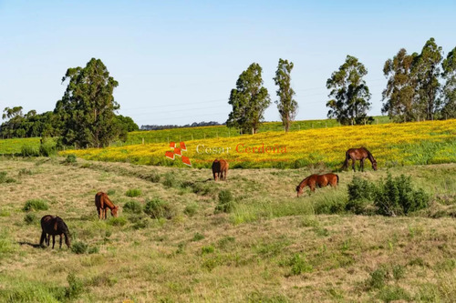 Venta - Campo 142 Hectareas, Agricola Ganadero