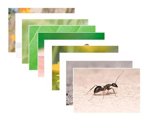 Set De Fotografías Insectos