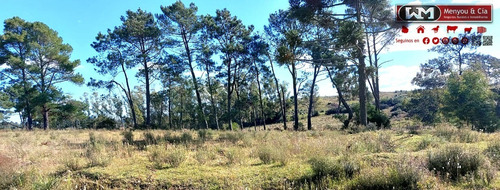 Imagen 7 de 12 de Venta Campo Lavalleja 490 Has Forestal Ganadero 217has En Rebrote Forestal Suelos 2.11a Y 2.11b
