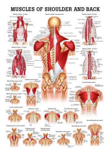 Musculo Hombro Espalda Grafico Anatomia Laminada