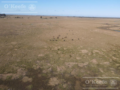 Imagen 12 de 27 de Campo De 600 Has En Venta En Gualeguaychu - Muy Buen Campo Ganadero De 0,7 Ev/ha Con Casco