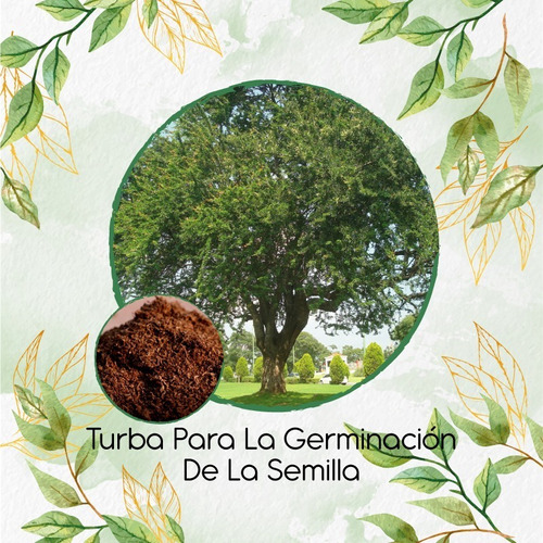 Turba Canadiense Especial Para Semillas De Árbol Chiminango