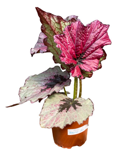 Begonia Rex, Altura 25 Cm., Con Maceta De Transplante.