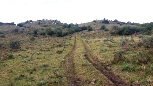 Imagen 4 de 30 de Campo 142 Hectareas Ganadero Forestal Lavalleja