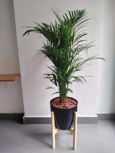 Combo Palmera Areca + Maceta Premium Nº27