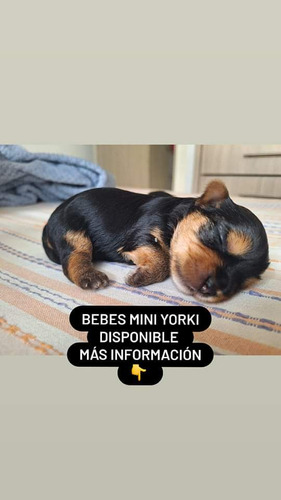 Bebes Mini Yorki 