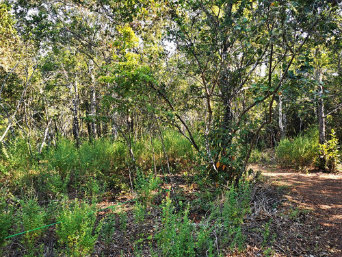 Sitio En Venta En Pelluhue