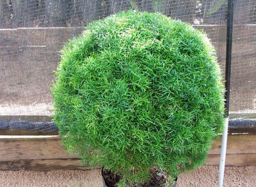 100 Sementes De Eugenia Sprengelii