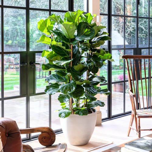 Ficus Pandurata - Lyrata - Grandes Y Ramificados