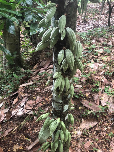 Finca De Cacao Orgánico En Gaspar Hernandez