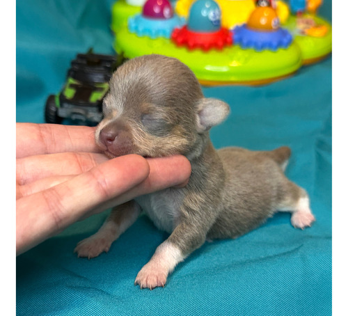 Chihuahuas Mini Mini