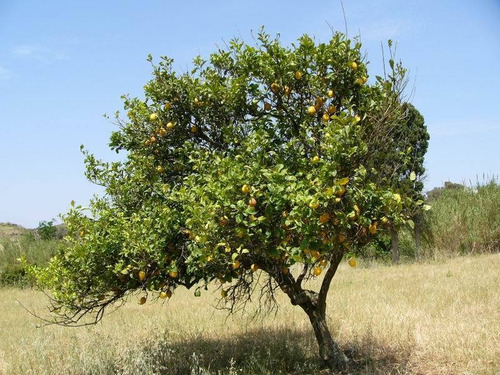 Limon Persa