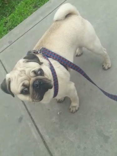 Imagen 3 de 4 de Pug Servicio De Monta 978548738