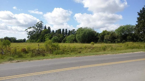 Imagen 2 de 6 de En Venta!! Campo Ideal Para Loteo!