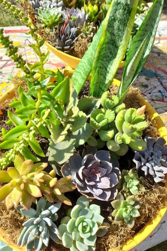 Jardín De Suculentas Xxl + De 10 Variedades Paila De 35 Cm