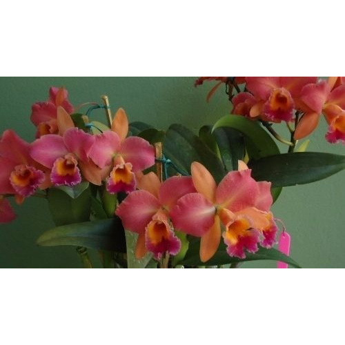 Orquidea Cattleya Walkeriana Blush Meristema 30 Sementes -