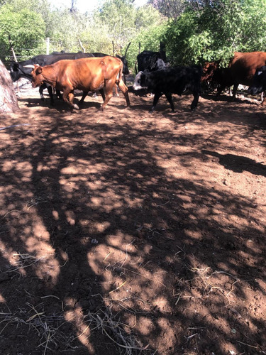 Se Vende Campo En Santa Ana Cordoba
