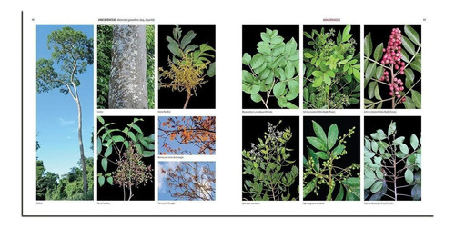 Guia Das Plantas Da Mata Atlântica - Floresta Estacional, De Vinicius Castro Souza. Editorial Lpe, Capa Dura, Edição 1a Edição Em Português, 2021