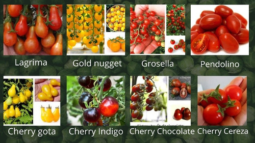 Semillas Tomates Raros Y Exoticos 12 Variedades