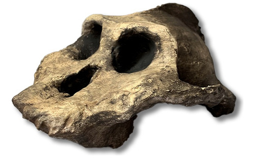 Cráneo Paranthropus Tamaño Real