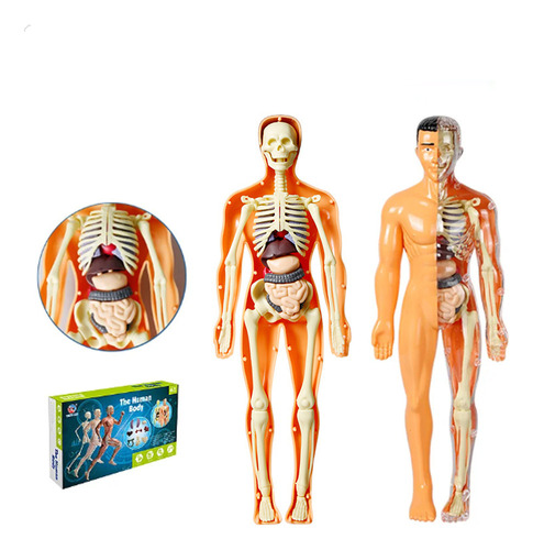 Kit Didáctico De Medicina Modelo De Anatomía Humana