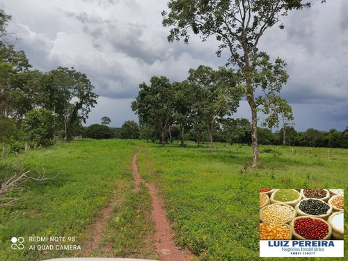 Imagem 10 de 14 de Fazenda À Venda Em Santa Rita Do Pardo - Ms - 650 Hectares (pecuária) - 1657