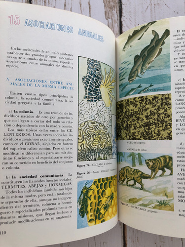 Botánica Historia Natural Básica / José María Artero Garcia (Usado)