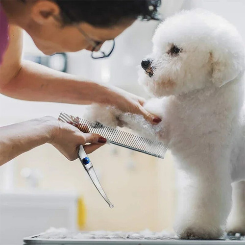 - Juego De Tijeras For Cortar El Pelo For Perros, Cabezas