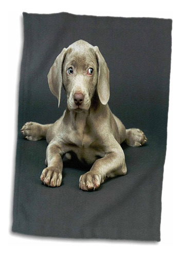 Toalla 3d Rose Weimaraner Cachorro, 15 X 22