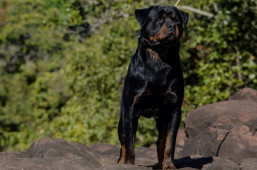 Rottweilers Filhos Do N.1 Brasil 2012 Mamute Rottland