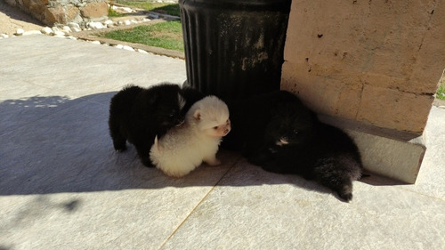 Imagem 2 de 4 de Lindo Machinho De Spitz Alemão