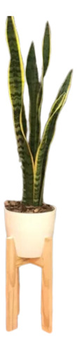 Sansevieria En Maceta Y Pie Nórdico 