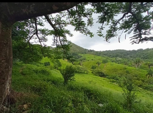 Imagen 13 de 30 de Vendo Finca En Tocuyito Vía Cachinche ( Dt )