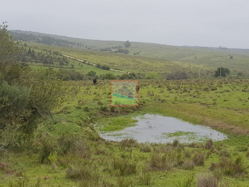 Imagen 9 de 14 de Campo Ganadero 60 Hás Sierras Del Carapé