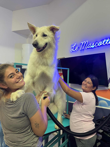 Curso De Peluquería Canina, Escuela Habilitada