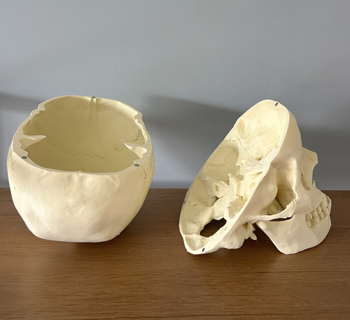 Cráneo Anatómico - Impresión 3d