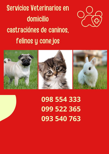 Veterinario A Domicilio ( Caninos, Felinos, Conejos)