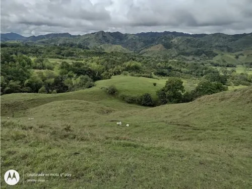 Venta Finca Sector Pueblo Tapao - Cultivada En Pasto - 185 Cuadras