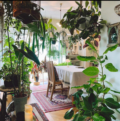 Plantas De Lujo Con Maceta Incluida