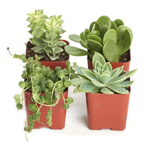 Pack De Suculentas Verdes - 4 Plantas Minis - Bajo Mantenimi