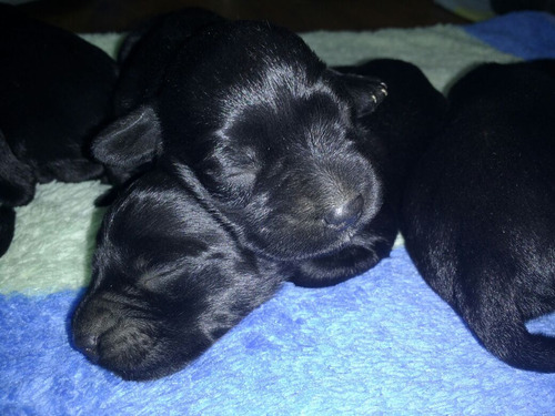 Schnauzer  Black Miniatura  Negros Resien Nacidos