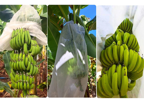 Sacos Tnt P/ Proteção Cacho De Banana 1,50 X 0,80 Cm  15 Un