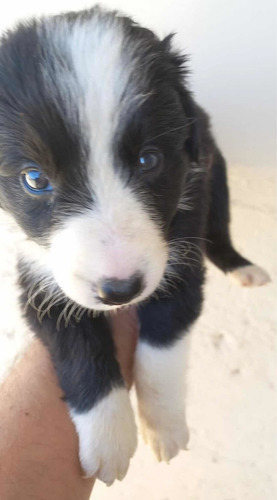 Imagem 5 de 5 de Boder Collie Com Olhos Claros