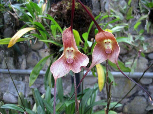 Orquídea Cara De Macaco Dracula Simia 12 Sementes Frete Grát | MercadoLivre
