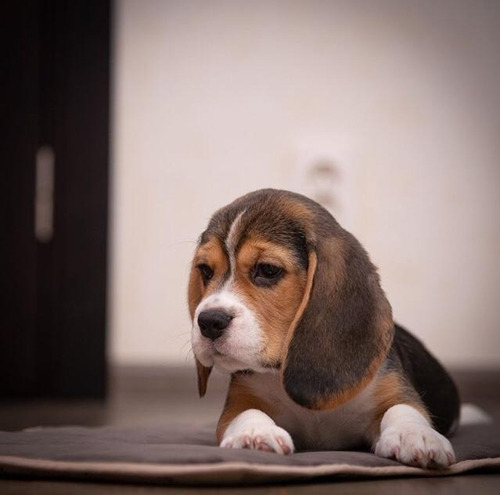 Cachorros Beagle Seleccionados A1 Paga En 12 Meses