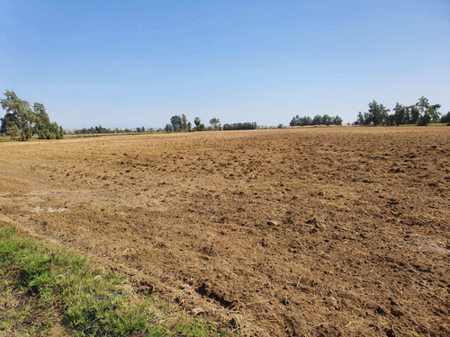 Imagen 2 de 11 de Terreno Agrícola En Pisco - San Clemente Ocasión De Venta