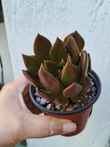 Echeveria Principe Negro Black Prince De Colección N°10