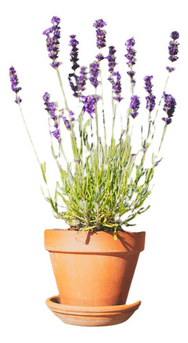 Sobre Para Sembrar 50 Plantas De Lavanda Muy Aromaticas